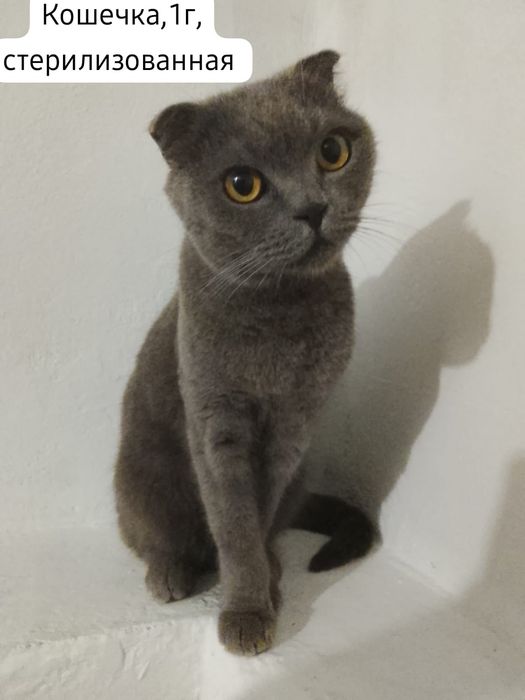 Котята бесплатно