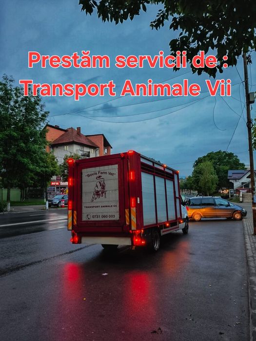 Transport Animale Vii