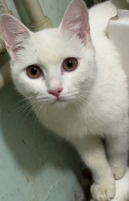 Белая кошка бесплатно