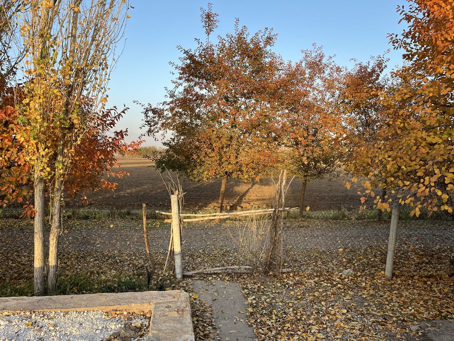 10 сотокли ховли. Бустонлиқ тумани Янгиовул махалласида.