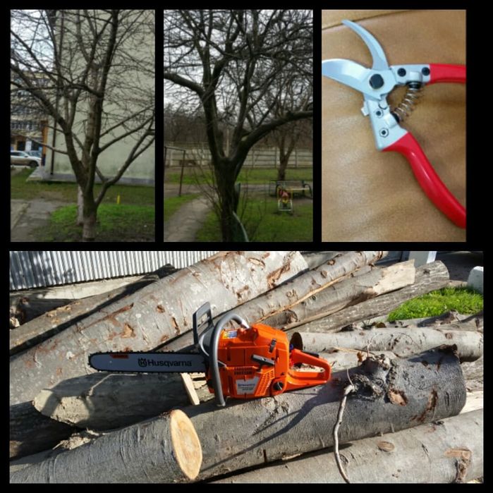 curatare-toaletare a pomilor fructiferi, vita de vie, arbusti, garduri