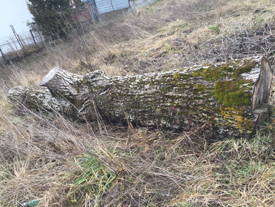 Trunchi / Buștean  de Nuc