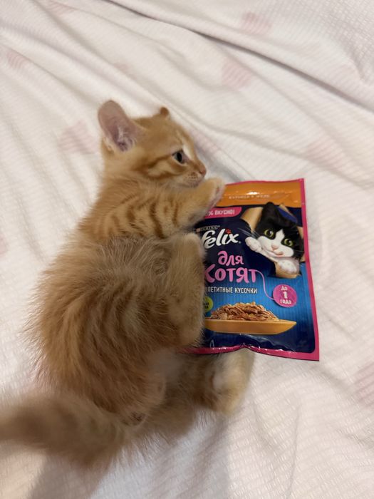 Котёнок продаётся