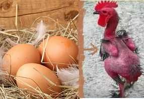 продам яйца домашние