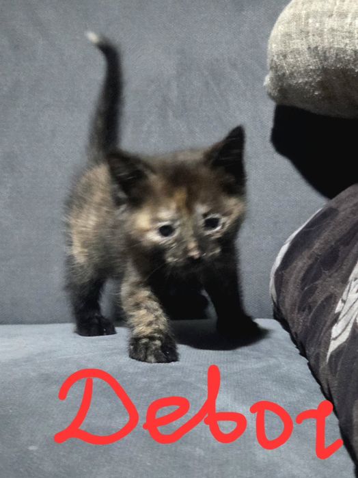 Котята, бесплатно