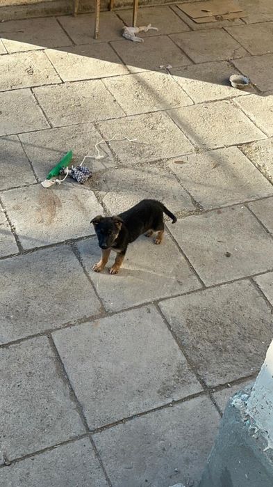 Продается немецкая овчарка