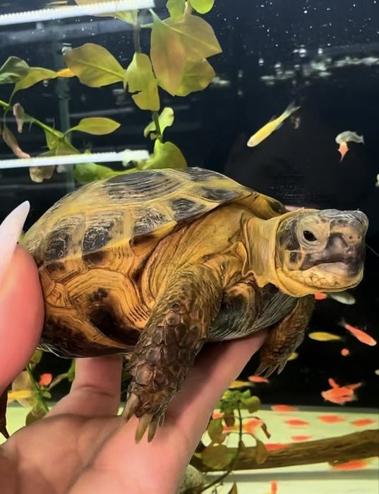 Сухопутные Черепашки