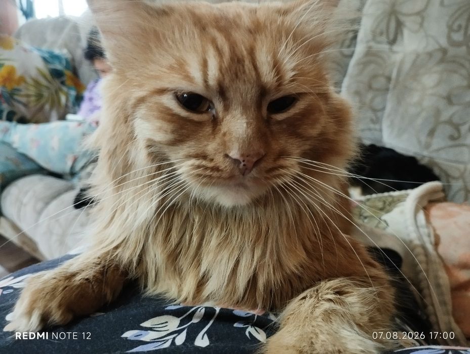 Потеряли кота, зовут Сулейман
