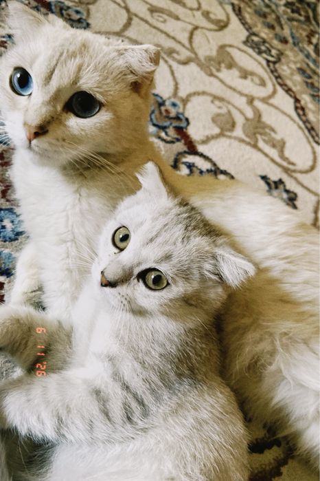 Котенок 4 месяц белого цвета