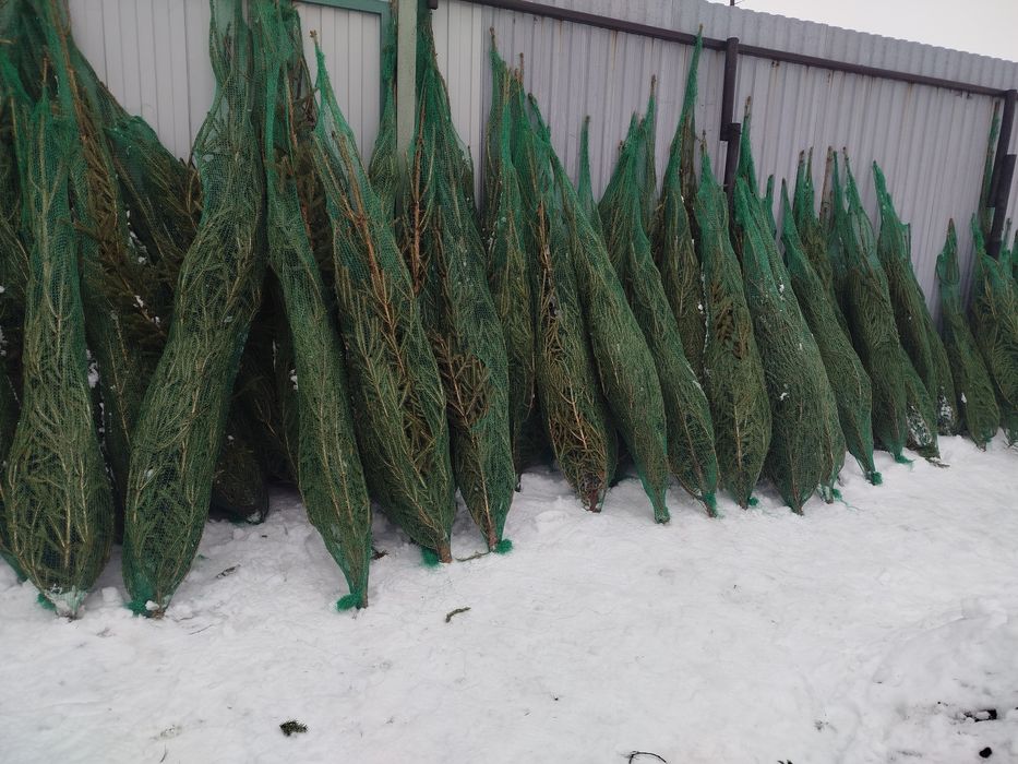 Ёлка и сосна розница от 5000