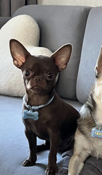 Отдам собаку даром, чихуахуа