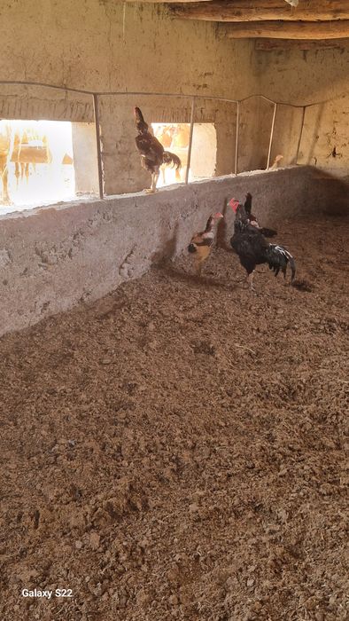 Тауық  сатылады срочно