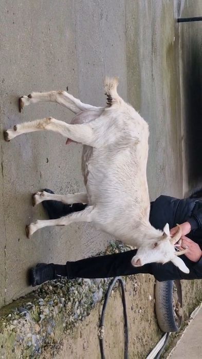 Коза ешкі Коза ешкі