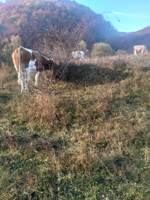 Bobine la alegere din 25 de bucati cu sau fara vitei