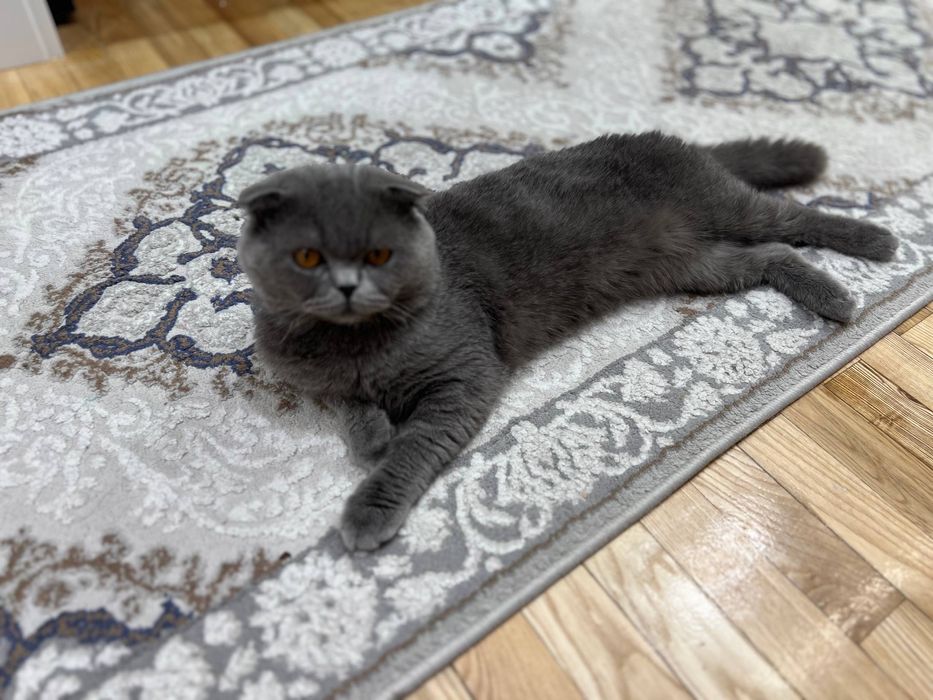 Вязка Скоттиш-фолд | Qoshtirishga| Серый кот 1 год |Ташкент| Чиланзар