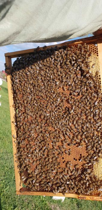 Matci /Regine  Carnica Sklenar Precomenzi pentru anul 2023