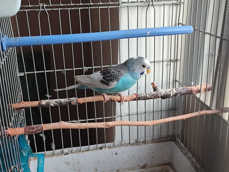 Попугай волнистый мальчик