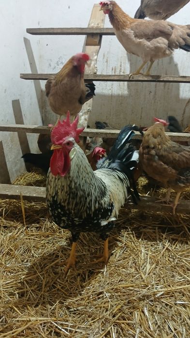 Oua incubat italiene