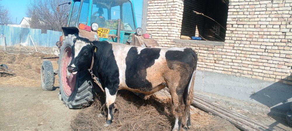 Golshtin buqa yoshi 3.5