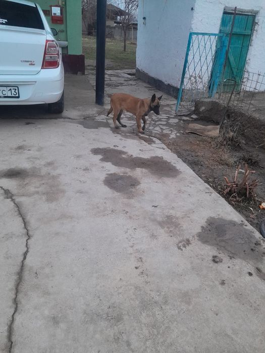 Малинуа  ургашы 4аилык