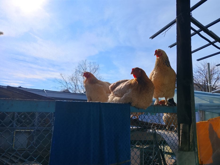 Куры домашние, несушки.