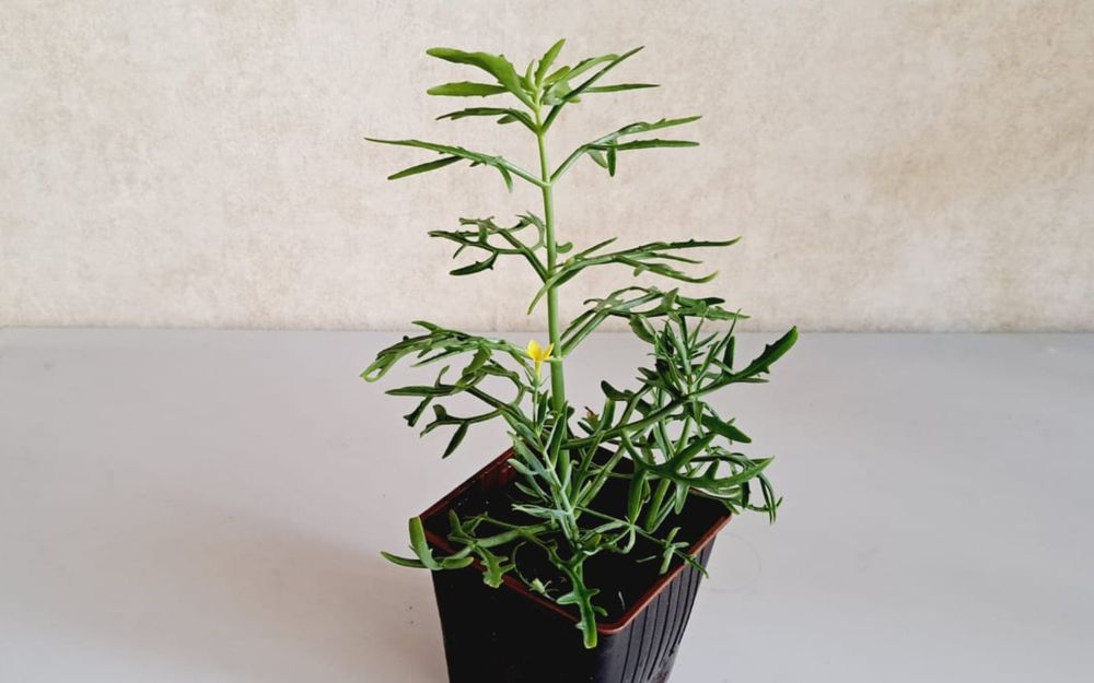 Цветы Цветы Цветы