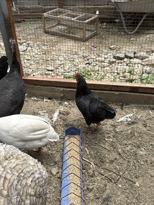 Продам домашые черный куры все несутся