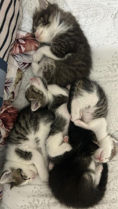 Котята бесплатно в добрые руки