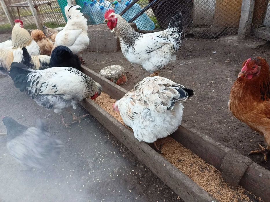 Домашни яйца от свободни  кокошки за консумация и оплодени.