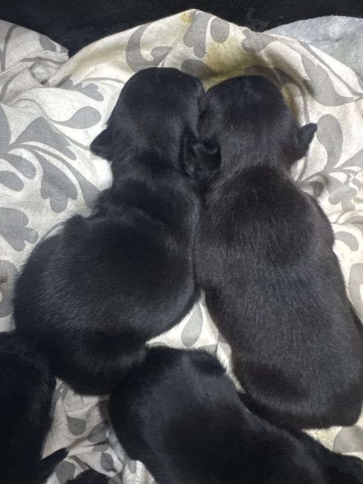 7 френски булдочета