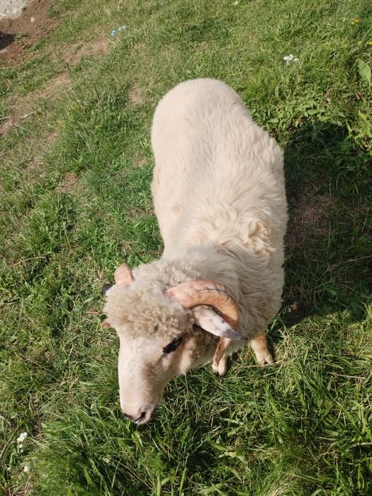 Berbecuț de vânzare