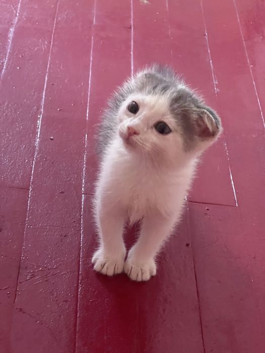 Котята вислоухие шотландские