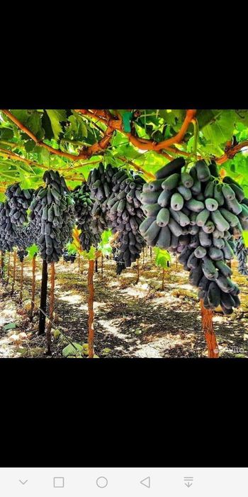 Узум кучатлари хархил сортларидан йитгазиб бериш хизмати билан