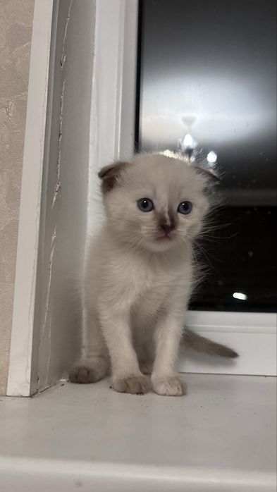 Котенок в добрые руки,девочка
