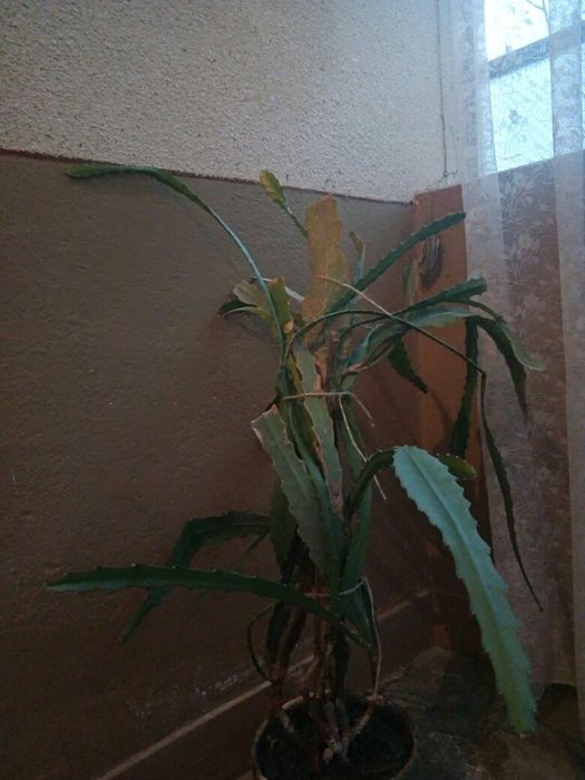 Magnolia , limba soacrei