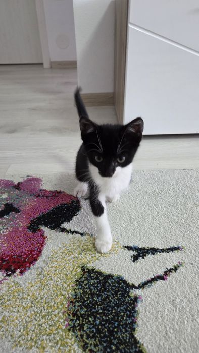 Donez pisic pentru adoptie
