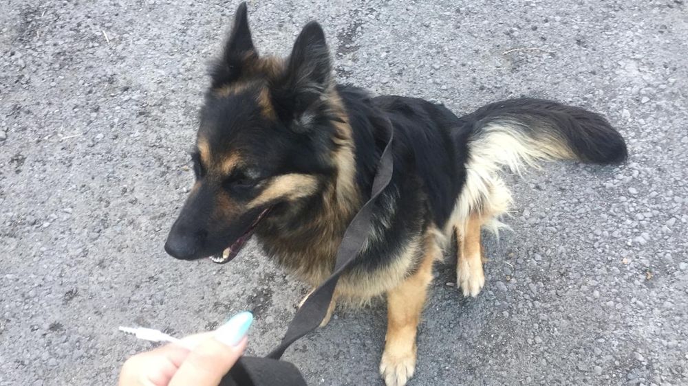 Продаются щенки немецкой овчарки