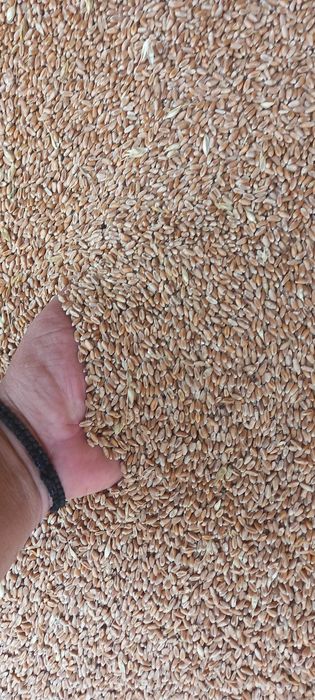 Vând grau de anul acesta