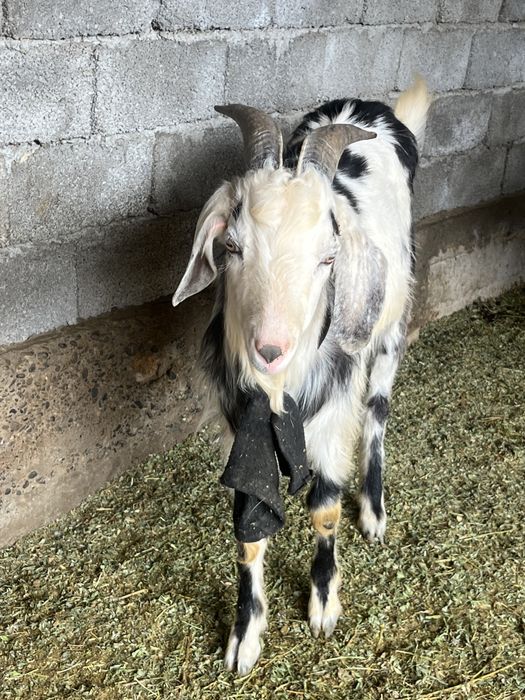 Альпиский жас теке сатылады