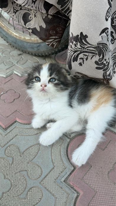 Отдам котят в хорошие руки!