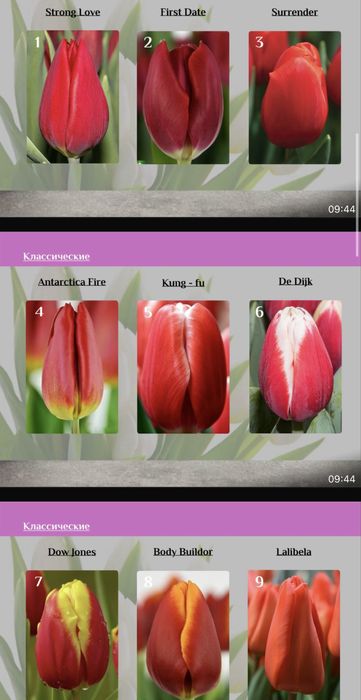 Тюльпаны предзаказ