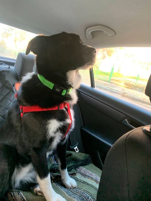 Женско кученце за осиновяване