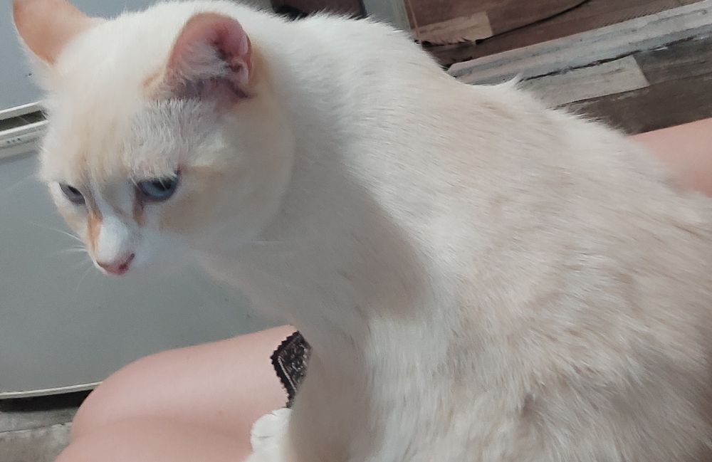 Отдам кота в добрые руки