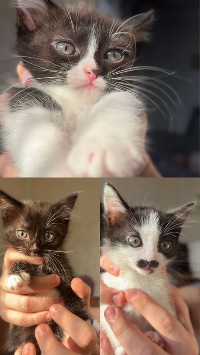 Котята ищут дом