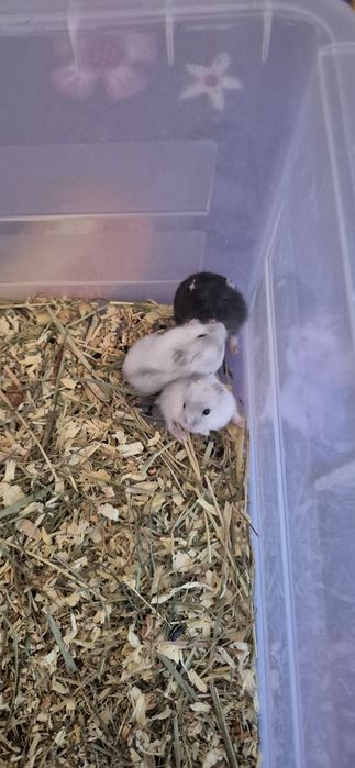 Pui de hamster siberian