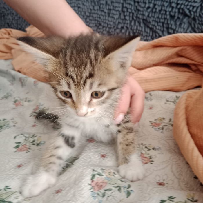 Отдам котят в добрые руки !