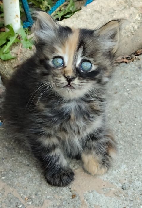 Pisici pentru adopție