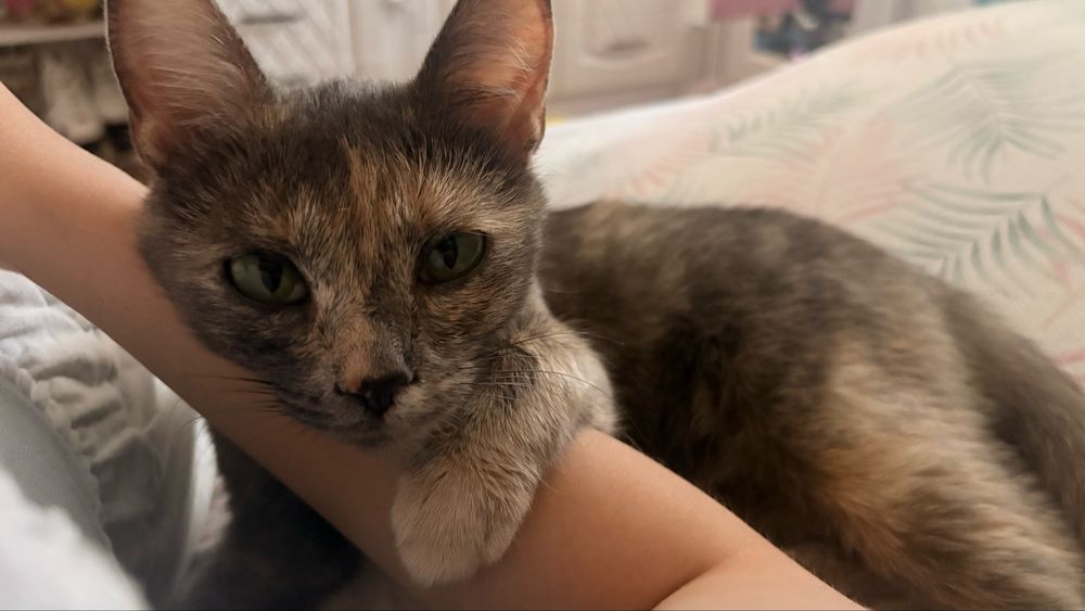 Котенок девочка срочно ищет дом!