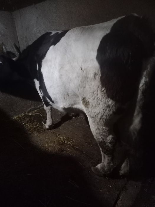 Vand vaca mare ,in jur la 800-900 de kg