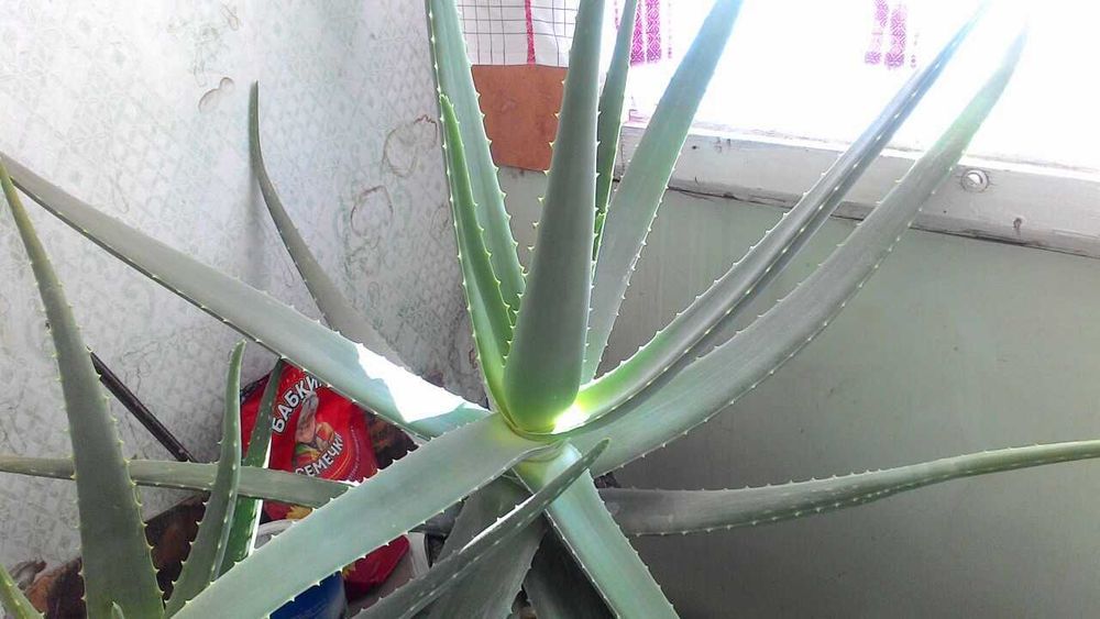 Алое 5лет и 3года